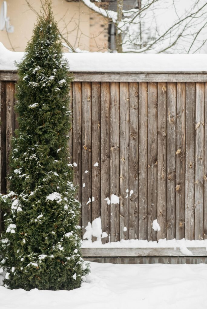 Snow-covered wooden wall and cypress tree – a glimpse into simple, rural winters.