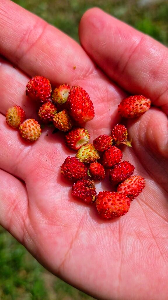 A hand holding freshly picked wild strawberries during a mountain walk.