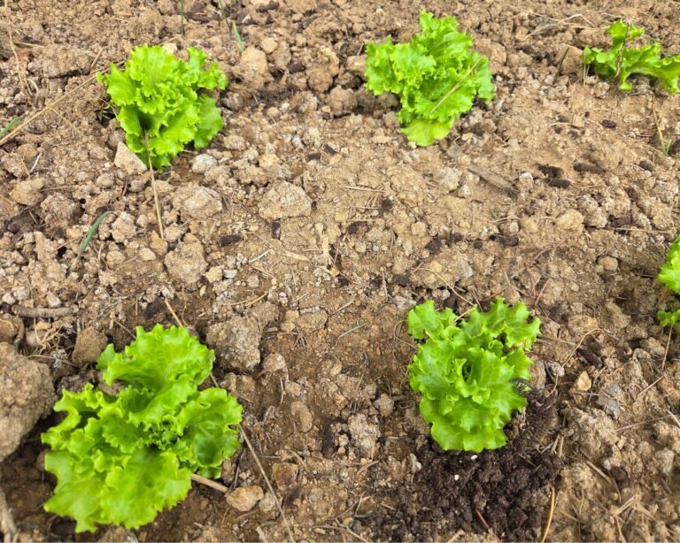 Fresh salad seedlings planted in the garden